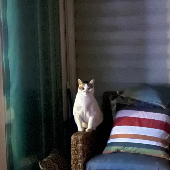 Meet your Posher, Christine - Picture 3 of 5